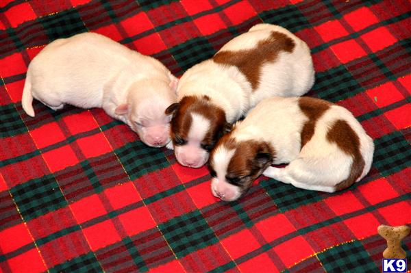 FCI / UKC Grand Champion Sired pups